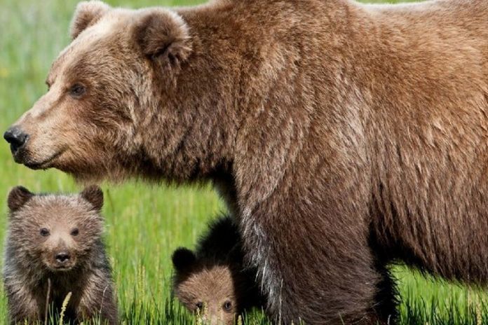 orsa daniza radici di mandorle 2