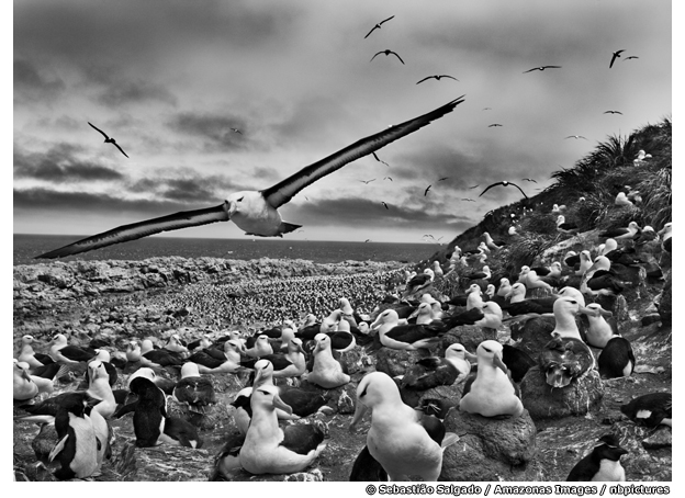 Sebastiao Salgado "Genesis"