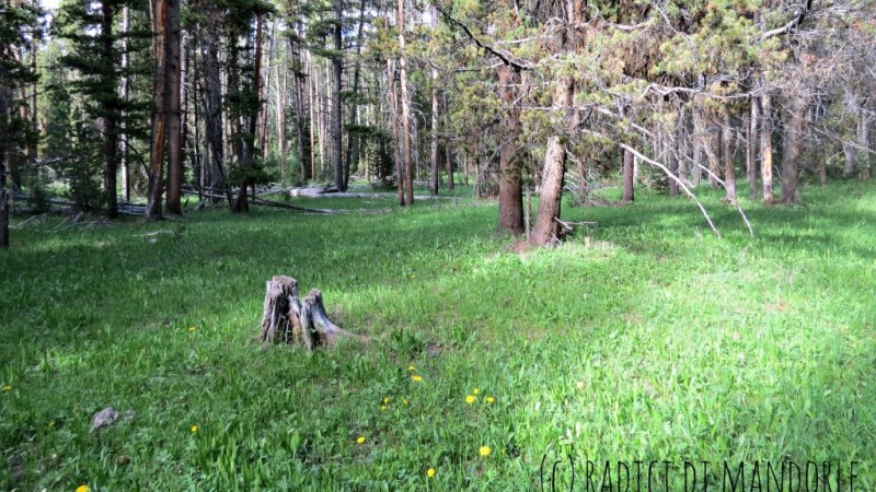 Canyon Village Forest USA Yellowstone National Park