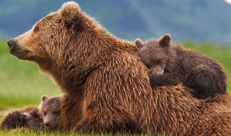 L’orsa Daniza e la (cattiva) politica ambientale del Trentino