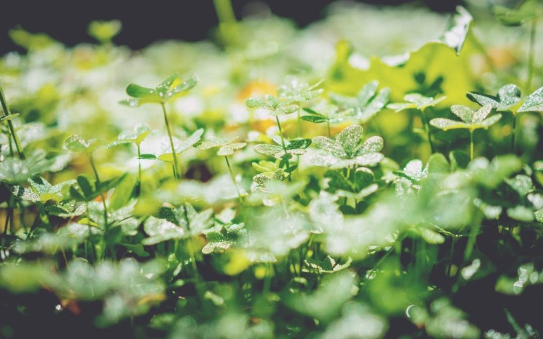 Il trifoglio (shamrock): perché è diventato il simbolo dell’Irlanda?